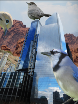 Birds Takeover